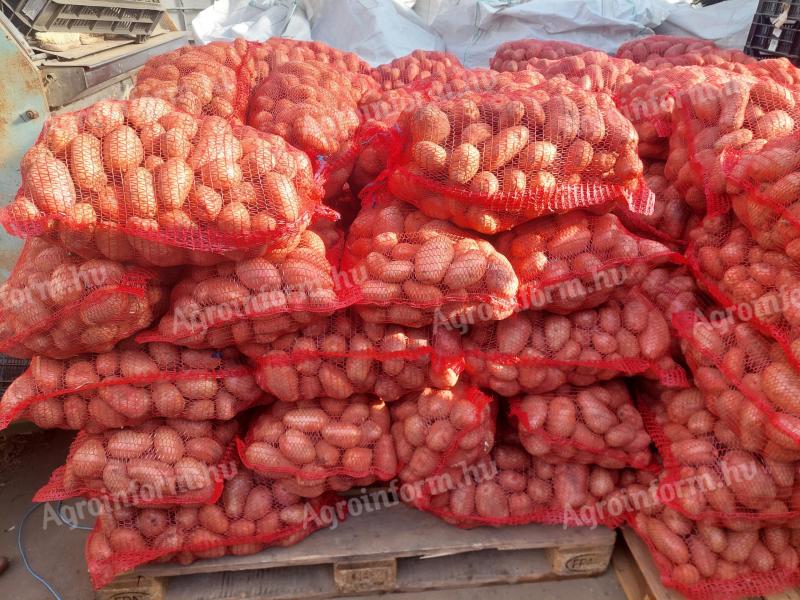 Desire burgonya nagy tételben eladó Jászfényszarun