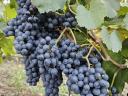 Merlot szőlő eladó Balatonaligán