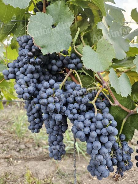 Merlot szőlő eladó Balatonaligán