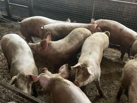 Hízók eladóak Lőkösházán Hízók eladóak Lőkösházán
