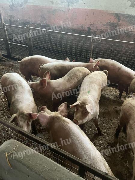 Hízók eladóak Lőkösházán