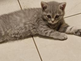 Brit rövidszőrű kiscica eladó Budapesten