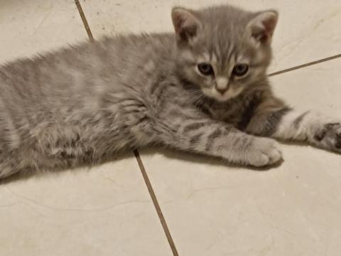 Brit rövidszőrű kiscica eladó Budapesten