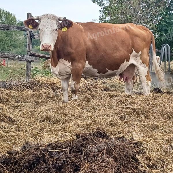 Vemhes tehenek,  vemhes üsző,  növendèk üsző,  üres tehén eladó