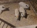 Mangalica malacok eladók Székkutason