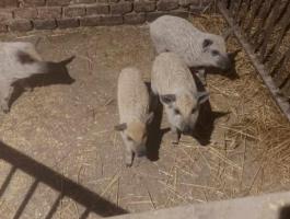 Mangalica malacok eladók Székkutason