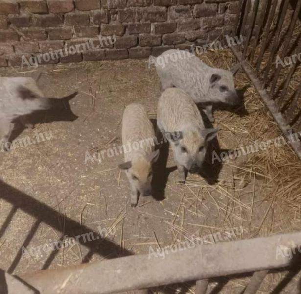 Mangalica malacok eladók Székkutason