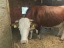 Magyartarka és holstein-fríz keverék tehén eladó