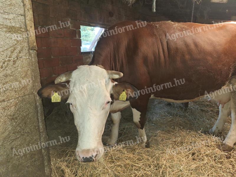 Magyartarka és holstein-fríz keverék tehén eladó