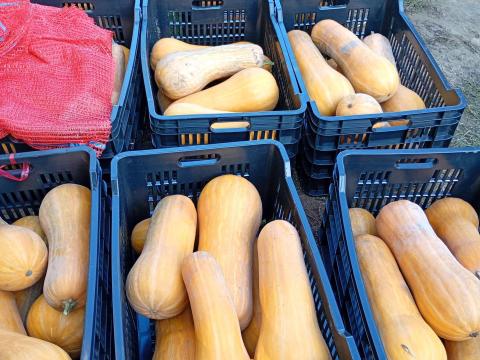 Orange sütőtök eladó, nagy tételben – Szabolcs megye, Nagyhalász Orange sütőtök eladó, nagy tételben – Szabolcs megye, Nagyhalász