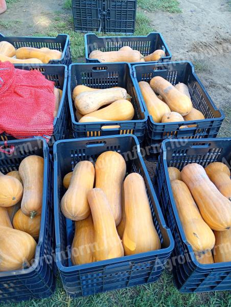 Orange sütőtök eladó, nagy tételben – Szabolcs megye, Nagyhalász