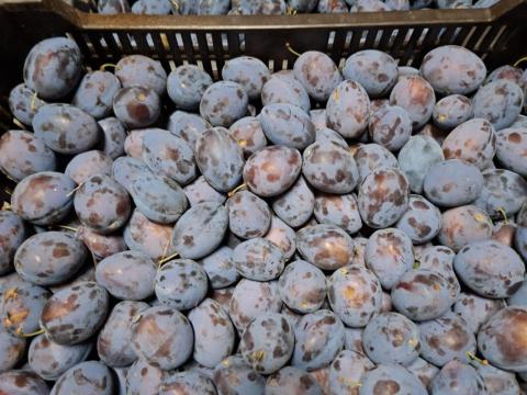 Topend Plus szilva nagy tételben eladó Topend Plus szilva nagy tételben eladó
