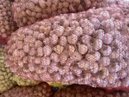 Tisztított tavaszi fokhagyma