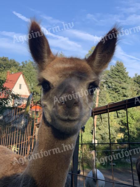 Szelíd fiatal alpaka kanca eladó