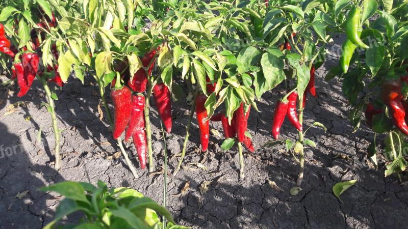 Nyers fűszerpaprika eladó Fajszon – Napfény, Meteorit, Mihálytelki fajták