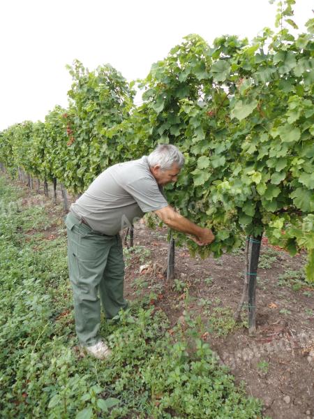 Kékfrankos borszőlő eladó pálinka vagy bor készítéséhez
