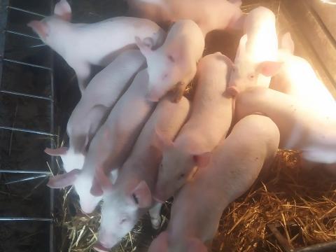 Malac és hízó eladó Malac és hízó eladó