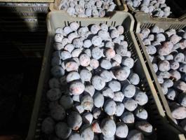 TopHit szilva eladó