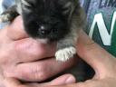 Fajtatiszta jellegű Spicc, Spitz kiskutyák eladók