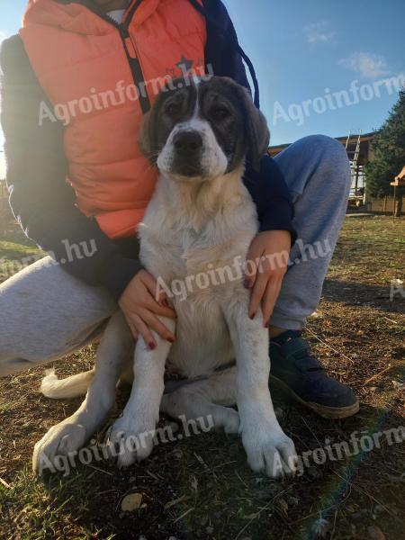 Közép-ázsiai juhászkutya kölykök gazdit keresnek