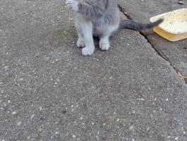 Jó egerésző és vakond fogó kiscica eladó