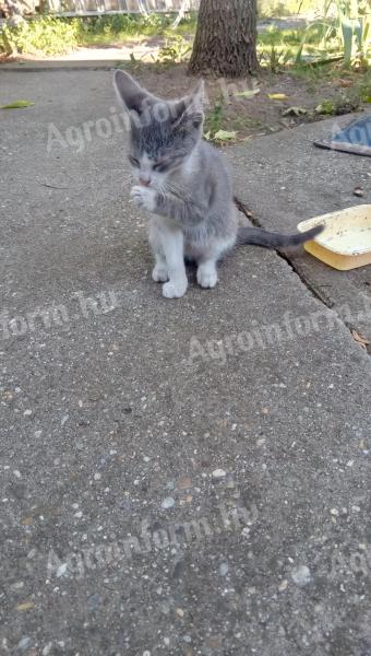 Jó egerésző és vakond fogó kiscica eladó