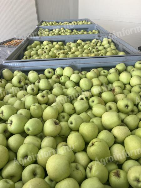 Golden alma eladó nagy tételben, kiváló minőségben