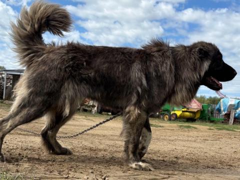 Kaukázusi jellegű kutya Kaukázusi jellegű kutya
