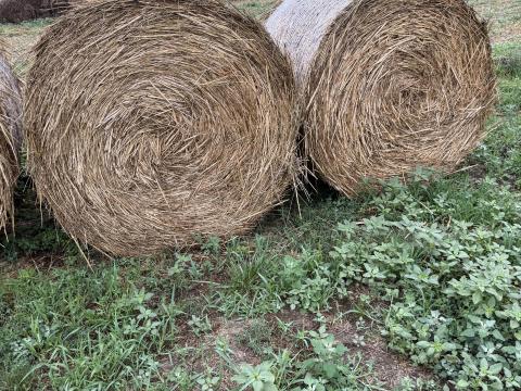 Eladó gazos lucerna széna