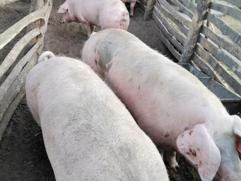 Hizó eladó Hizó eladó