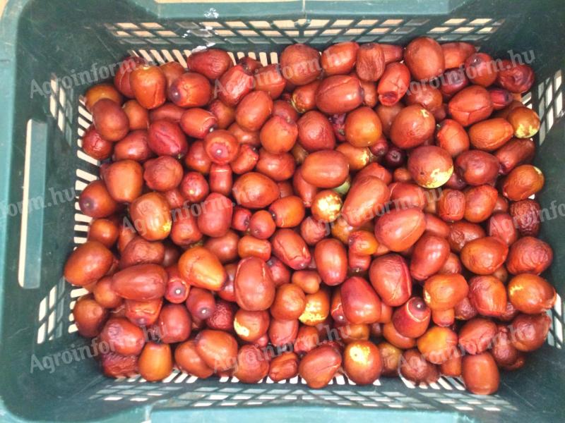 Kínai datolya eladó – Ziziphus jujuba termés