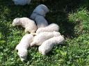 Komondor