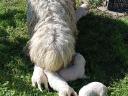Komondor