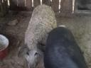 Mangalica süldők eladók.