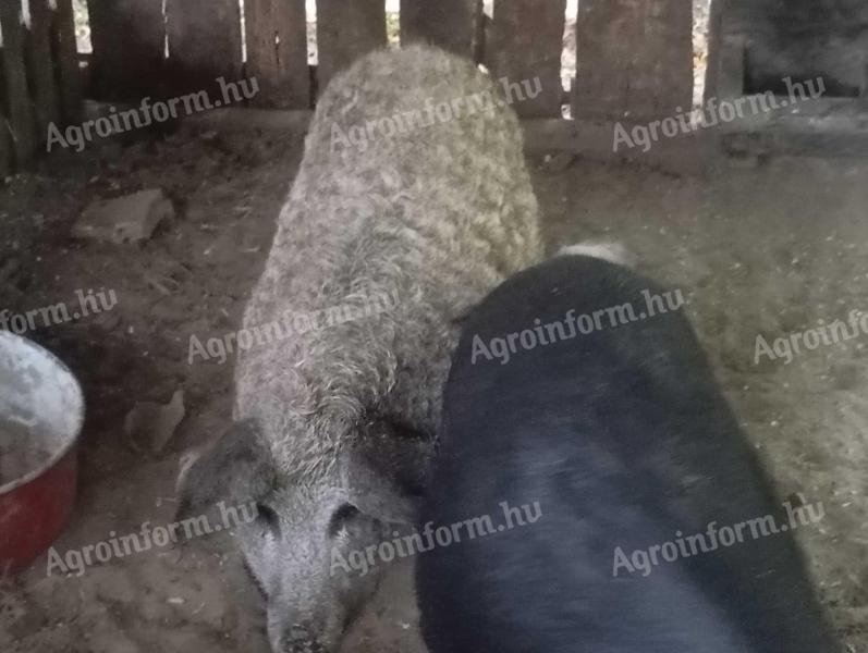 Mangalica süldők eladók.