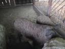 Mangalica süldők eladók.
