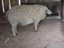 Mangalica süldők eladók.
