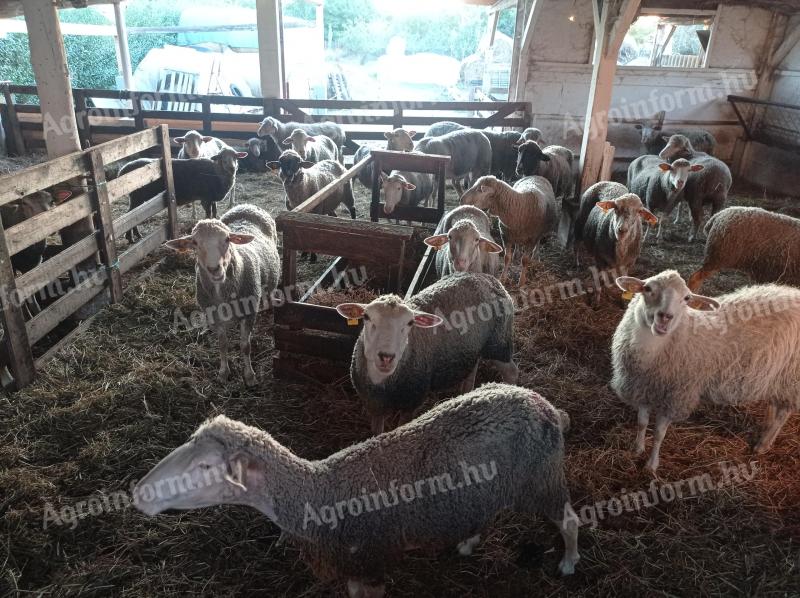 22 db regisztrált anyajuh eladó