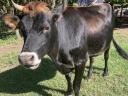 A2-es Jersey vemhes üsző eladó
