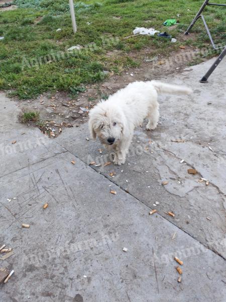 Fajtatiszta jellegű komondor kan kölyök ingyen elvihető