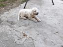 Fajtatiszta jellegű komondor kan kölyök ingyen elvihető