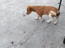 Jack Russell és Beagle keverék kiskutya ingyen elvihető