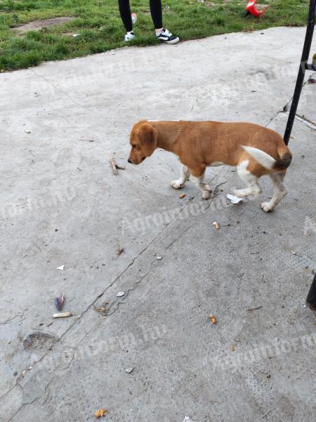 Jack Russell és Beagle keverék kiskutya ingyen elvihető