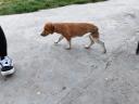 Jack Russell és Beagle keverék kiskutya ingyen elvihető