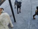 Fajtatiszta jellegű Jagd Terrier szuka ingyen elvihető