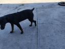 Fajtatiszta jellegű Jagd Terrier szuka ingyen elvihető