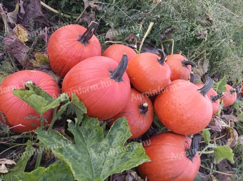 Halloween tök
