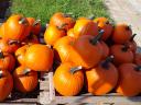 Halloween tök