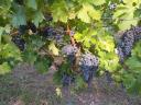 Minőségi Cabernet Sauvignon (10-15 mázsa) eladó Lesencefaluban