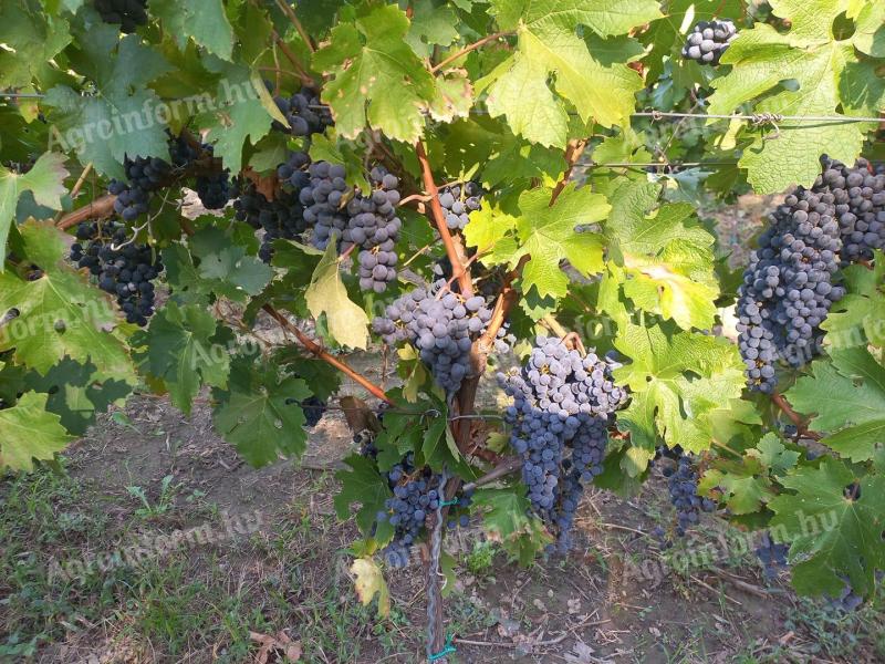 Minőségi Cabernet Sauvignon (10-15 mázsa) eladó Lesencefaluban